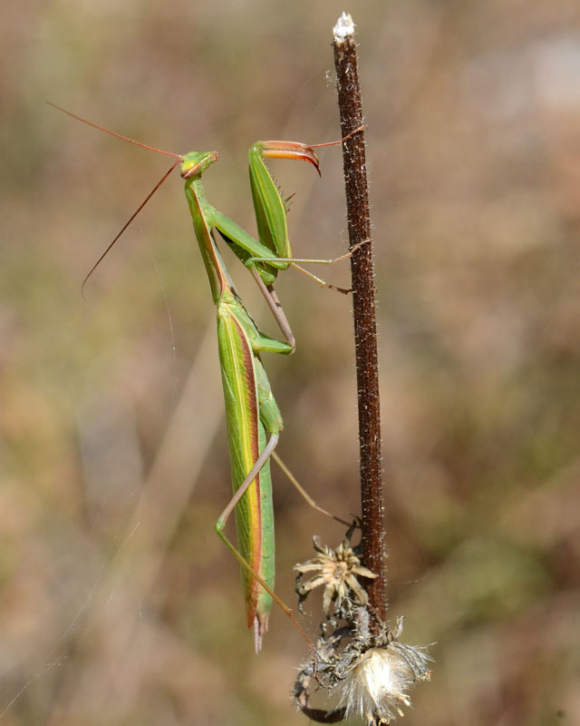 Mantide da identificare